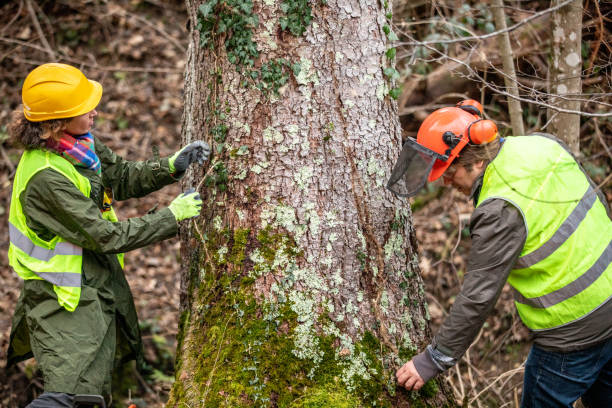 Professional Tree Services in Arlington Heights, IL