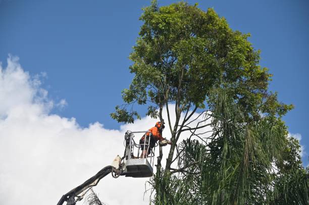 Lawn Renovation and Restoration