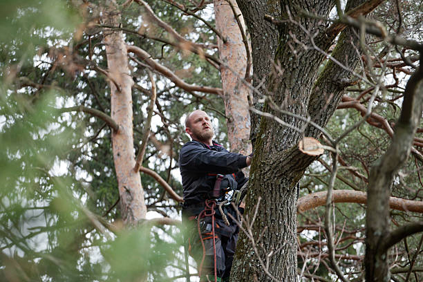 How Our Tree Care Process Works  in  Arlington Heights, IL